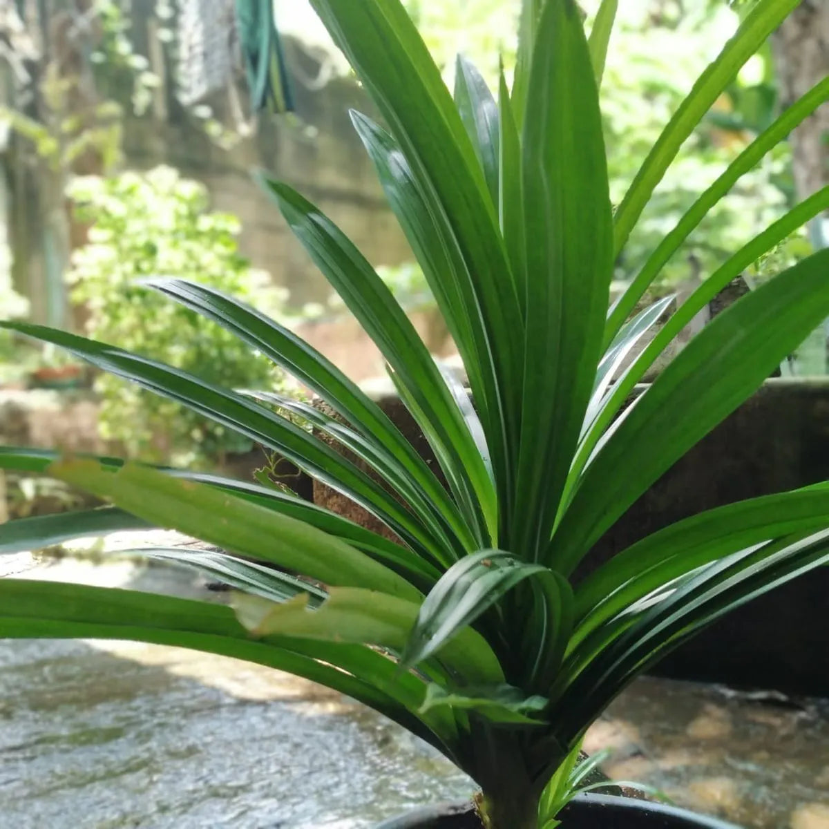 Buy Basmati Plant | Pandanus Amaryllifolius Online at Lalitenterprise