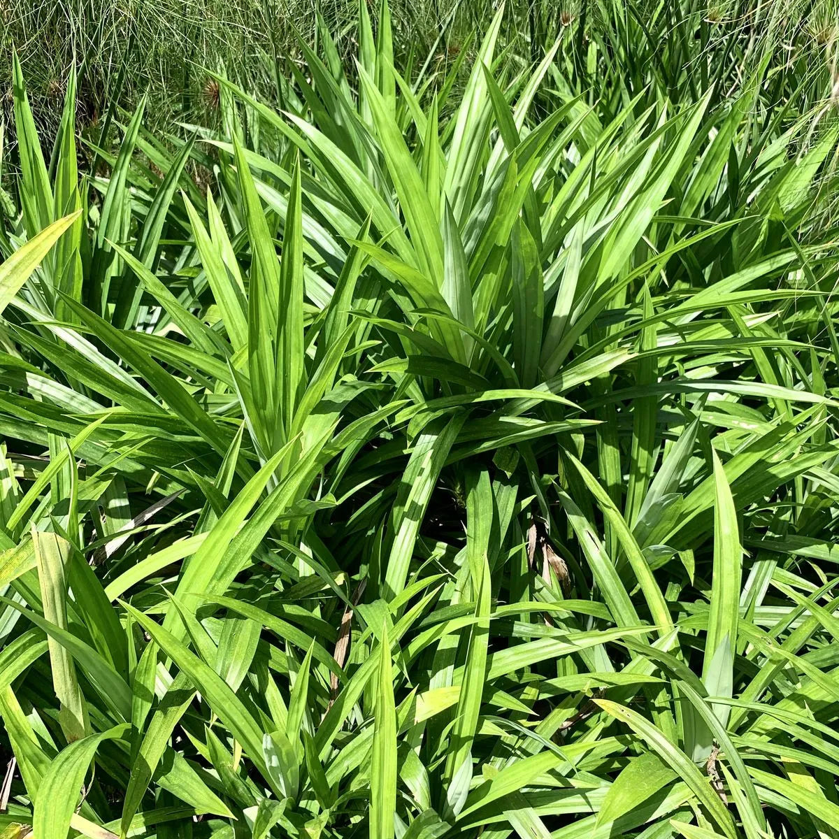 Buy Basmati Plant | Pandanus Amaryllifolius Online at Lalitenterprise