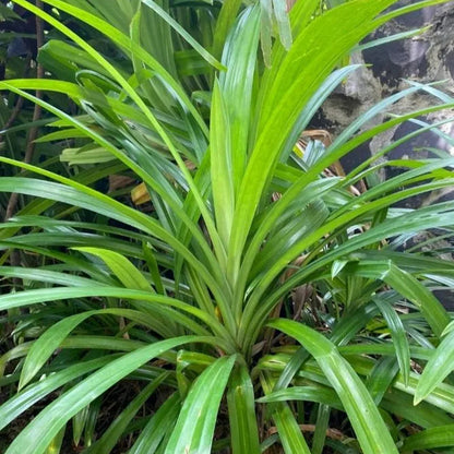 Buy Basmati Plant | Pandanus Amaryllifolius Online at Lalitenterprise