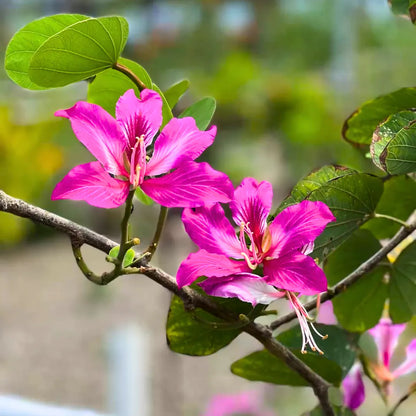 Buy Bauhinia Blakeana (Hong Kong Orchid Tree) - Plant Online at Lalitenterprise