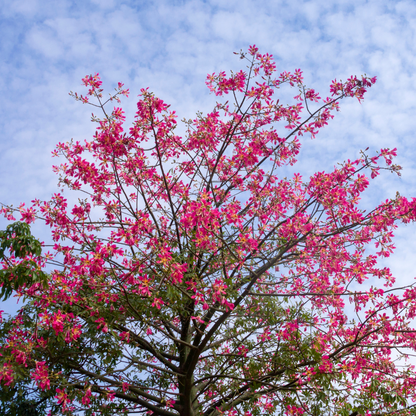 Buy Hong Kong Orchid Tree - Plant Online at Lalitenterprise