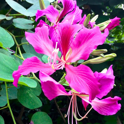 Buy Bauhinia Blakeana (Hong Kong Orchid Tree) - Plant Online at Lalitenterprise