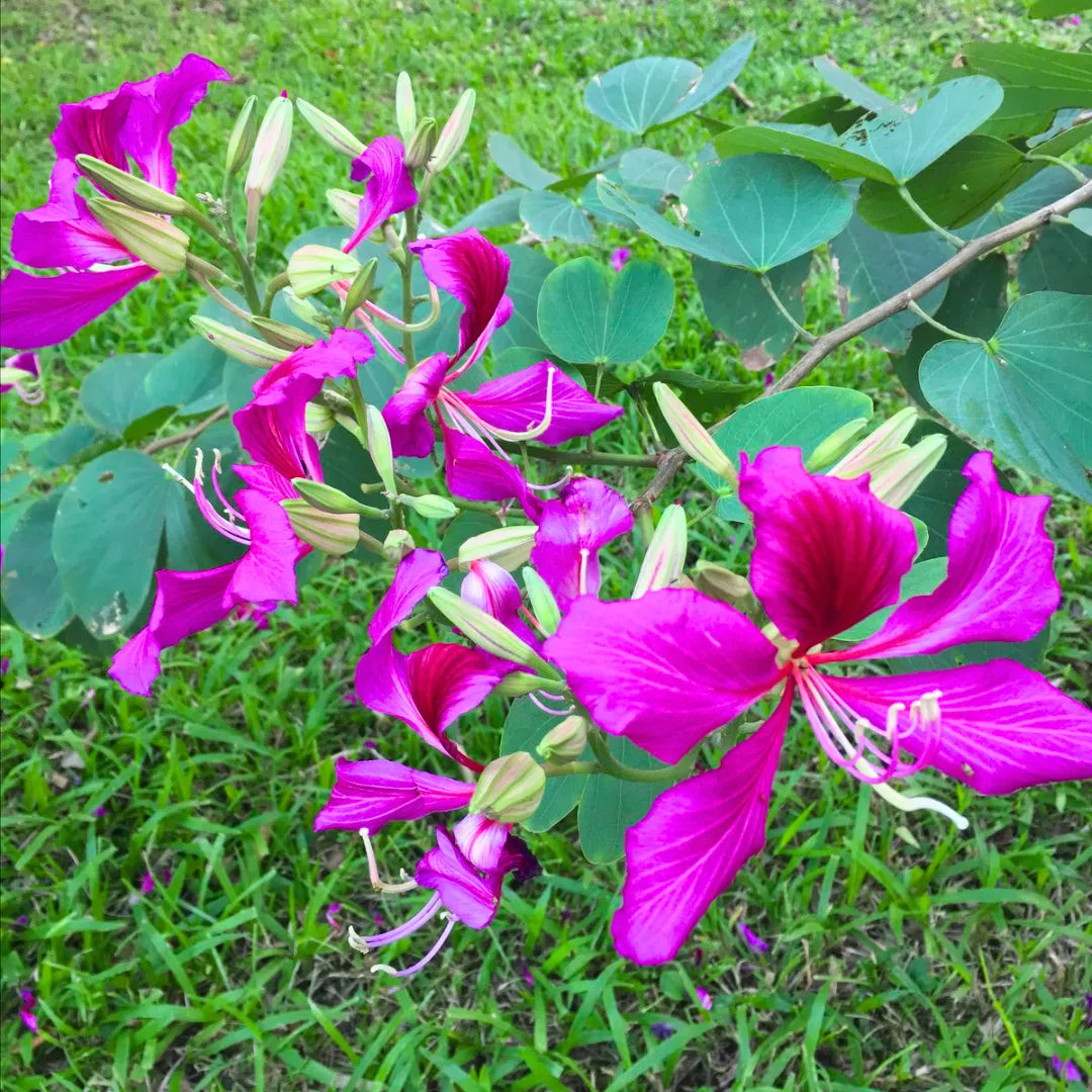 Buy Bauhinia Blakeana - Plant Online at Lalitenterprise