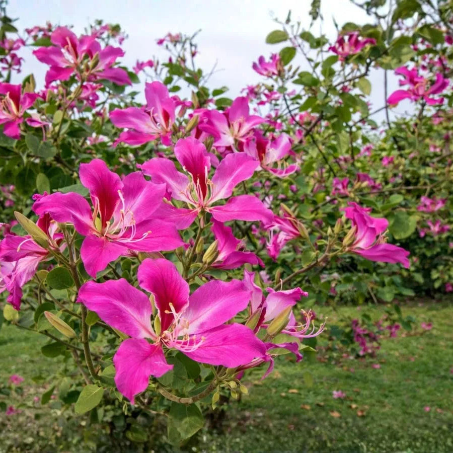 Buy Bauhinia Blakeana (Orchid Tree Purple) - Plant Online at Lalitenterprise