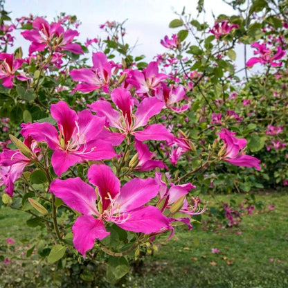 Buy Bauhinia Blakeana (Orchid Tree Purple) - Plant Online at Lalitenterprise