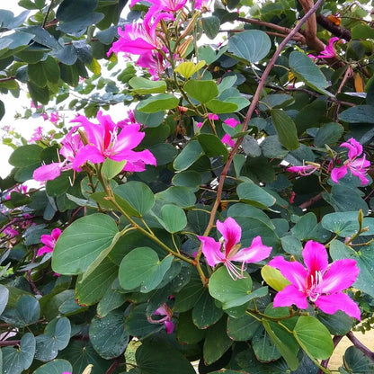 Buy Bauhinia Blakeana (Orchid Tree Purple) - Plant Online at Lalitenterprise