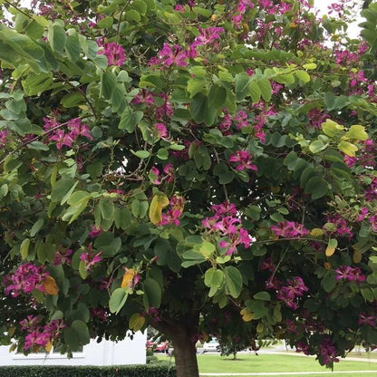 Buy Bauhinia Blakeana (Orchid Tree Purple) - Plant Online at Lalitenterprise