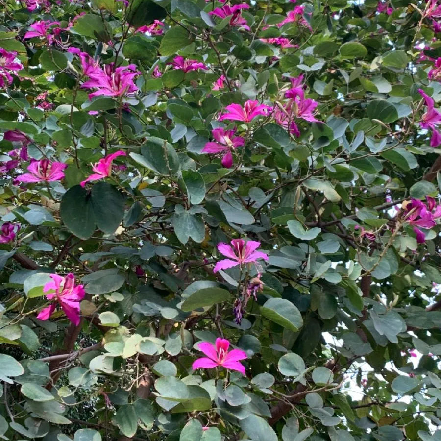 Buy Bauhinia Blakeana (Orchid Tree Purple) - Plant Online at Lalitenterprise