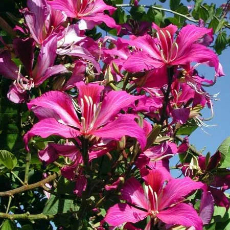 Buy Bauhinia Blakeana (Orchid Tree Purple) - Plant Online at Lalitenterprise