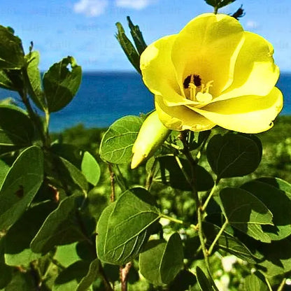 Buy Bauhinia Tomentosa (Yellow Bauhinia) - Plant Online at Lalitenterprise