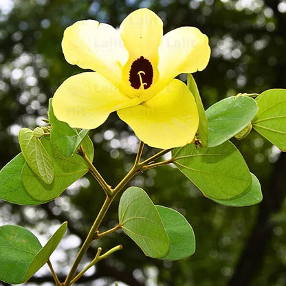 Buy Yellow Bauhinia - Plant Online at Lalitenterprise