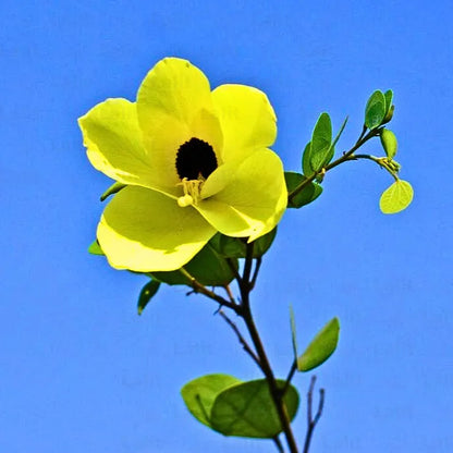 Buy Bauhinia Tomentosa - Plant Online at Lalitenterprise
