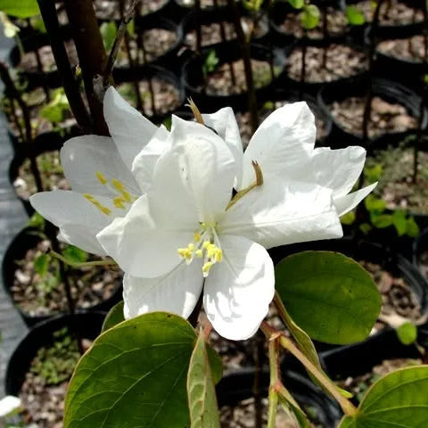 Buy Bauhinia Acuminata (White Orchid Tree) - Plant Online at Lalitenterprise