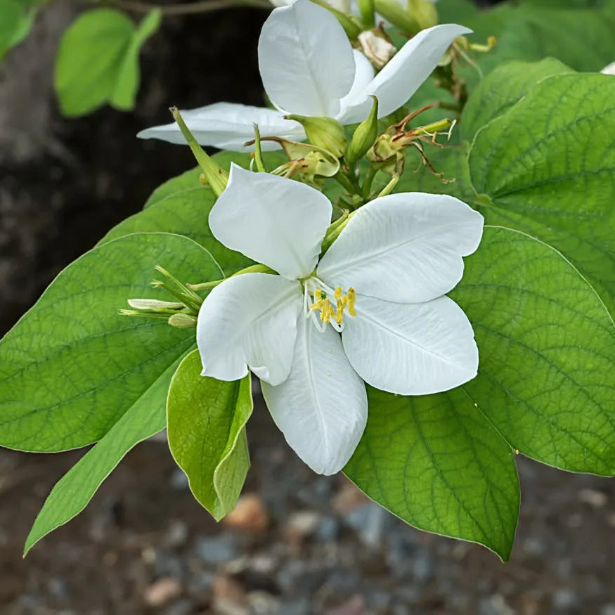 Buy Bauhinia Acuminata (White Orchid Tree) - Plant Online at Lalitenterprise