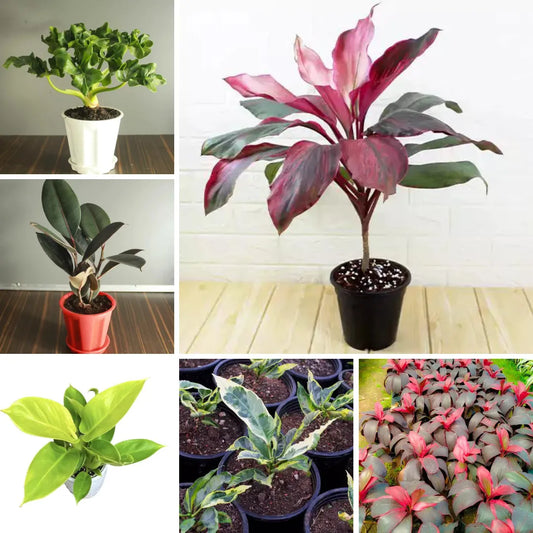 Buy Top 6 Beautiful Balcony Plants "Combo Pack" Online at Lalitenterprise