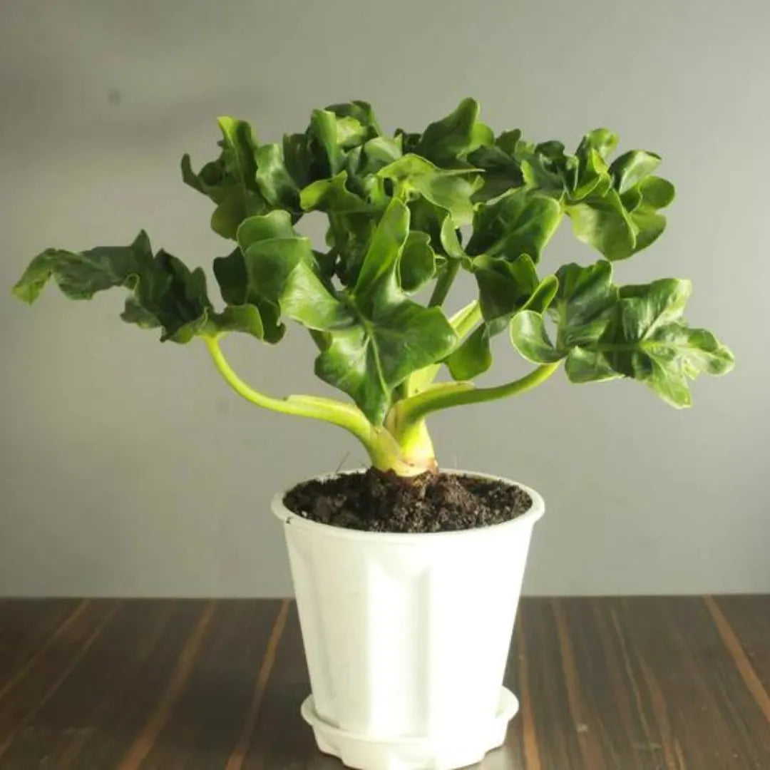 Buy Selloum green | Philodendron Atom Plant Online at Lalitenterprise