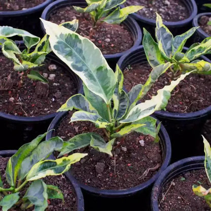Buy Tamara Tropical Croton Plant Online at Lalitenterprise