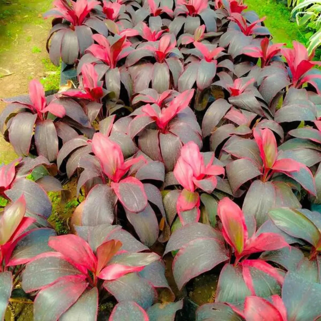 Buy Dracaena Red Ruby Plant Online at Lalitenterprise
