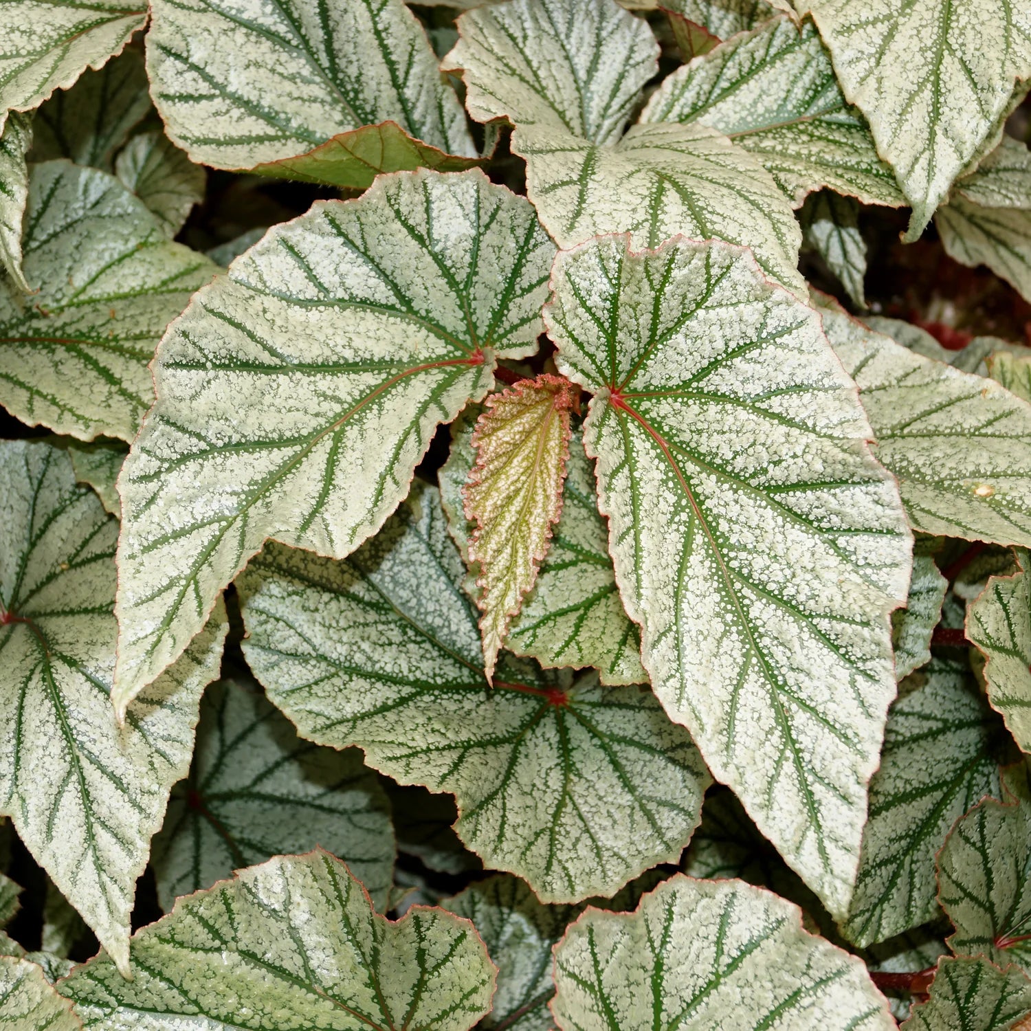 Buy Begonia 'Don Miller' | Begonia "Frosty" - Plant Online at Lalitenterprise
