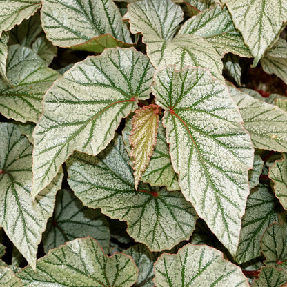 Buy Begonia 'Don Miller' | Begonia "Frosty" - Plant Online at Lalitenterprise