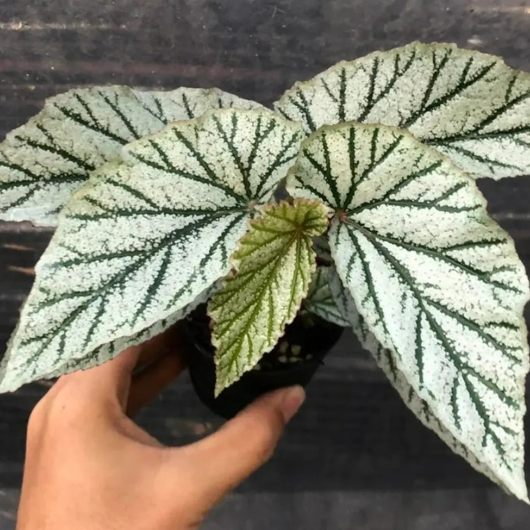 Buy Begonia "Frosty" - Plant Online at Lalitenterprise