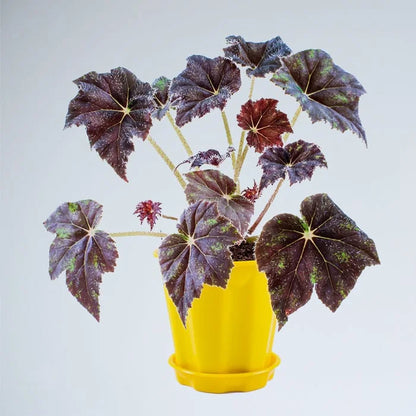 Buy Begonia Rex 'Black Mambo' - Plant Online at Lalitenterprise
