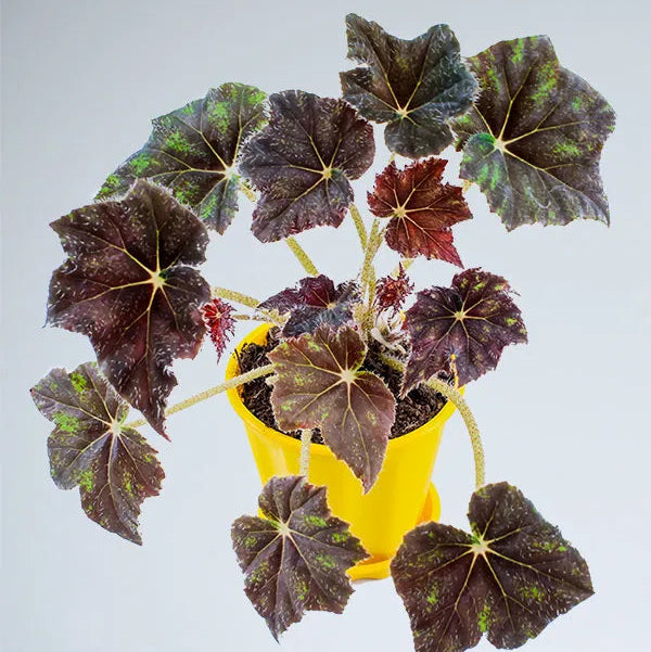 Buy Begonia Rex 'Black Mambo' - Plant Online at Lalitenterprise
