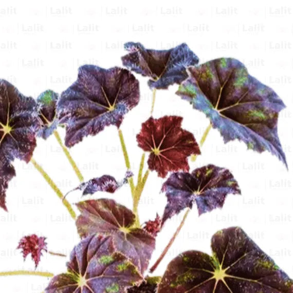 Buy Begonia Rex 'Black Mambo' - Plant Online at Lalitenterprise