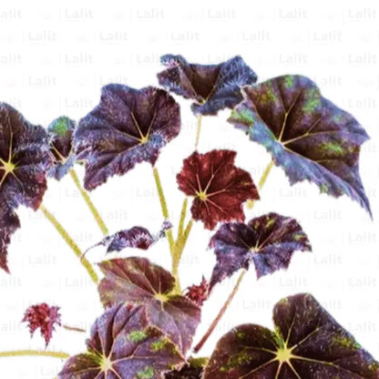 Buy Begonia Rex 'Black Mambo' - Plant Online at Lalitenterprise