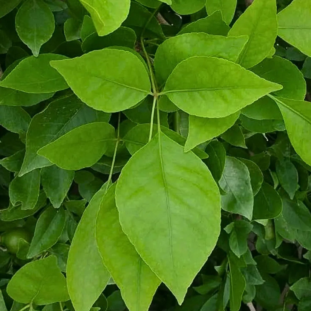 Buy Bel Patra (Aegle Marmelos) Bilva Patra – Plant Online at Lalitenterprise