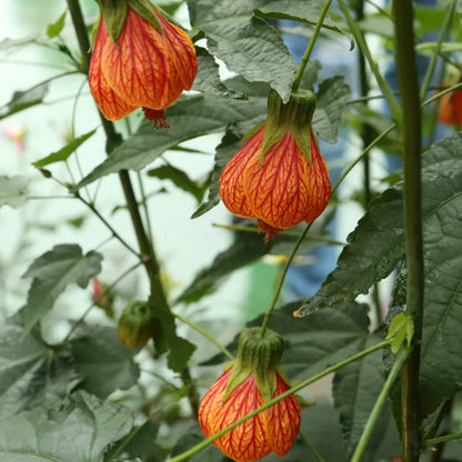 Buy Flowering Maple, Bell Hibiscus - Plant Online at Lalitenterprise
