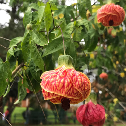 Buy Abutilon Pictum (Flowering Maple, Bell Hibiscus) - Plant Online at Lalitenterprise