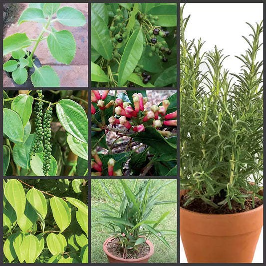 Buy Best All Spice Plant (Combo Pack of 8) Online at Lalitenterprise