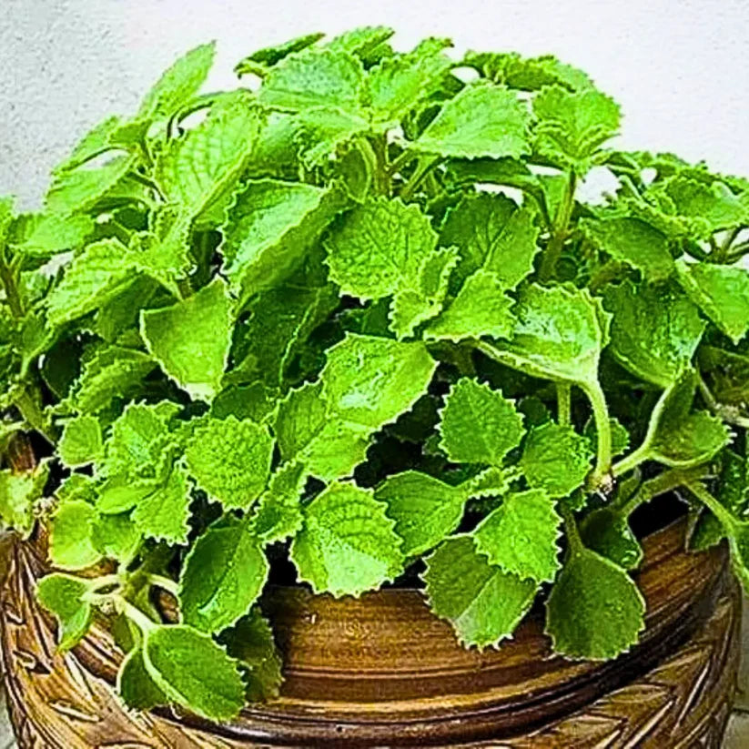 Buy Best All Spice Plant Online at Lalitenterprise