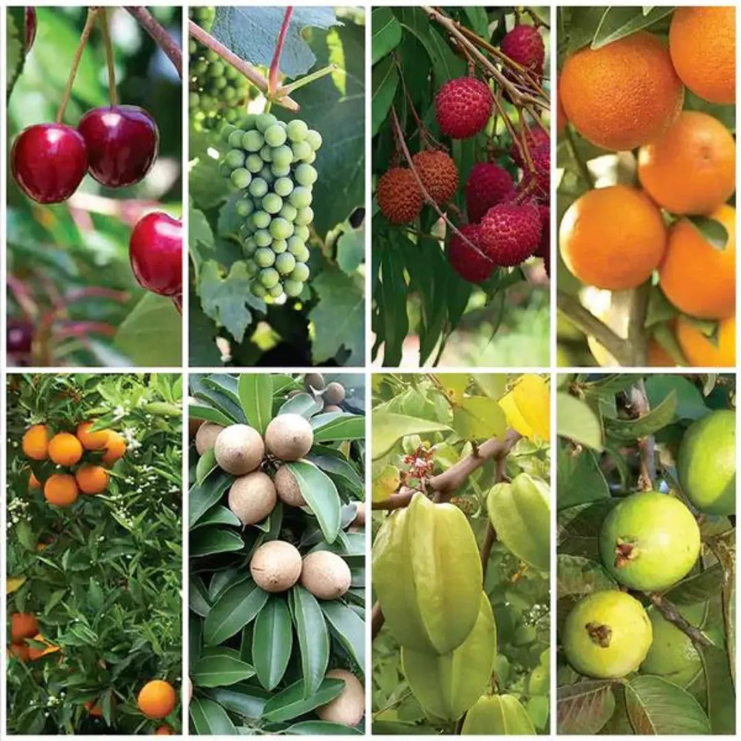 Buy Best Fruit Plants for Terrace | Open Garden (Combo Pack of 8) Online at Lalitenterprise