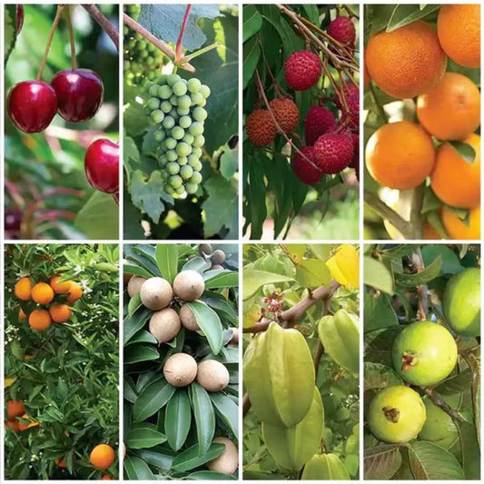 Buy Best Fruit Plants for Terrace | Open Garden (Combo Pack of 8) Online at Lalitenterprise