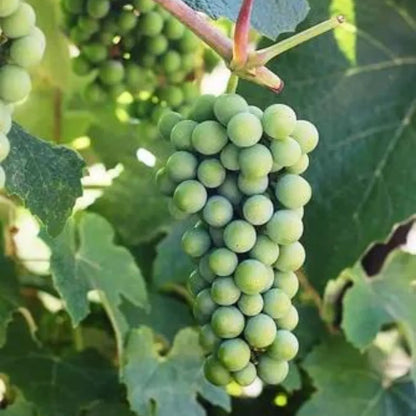 Buy Grape, Angoor Vine Plant Online at Lalitenterprise