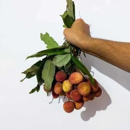 Buy Lychee, Litchi Plant (Air Layered) Online at Lalitenterprise