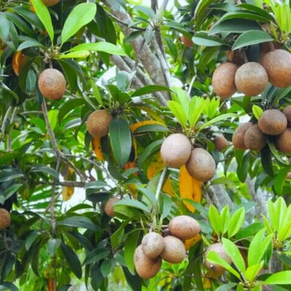 Buy Sapodilla- Chiku Plant Online at Lalitenterprise
