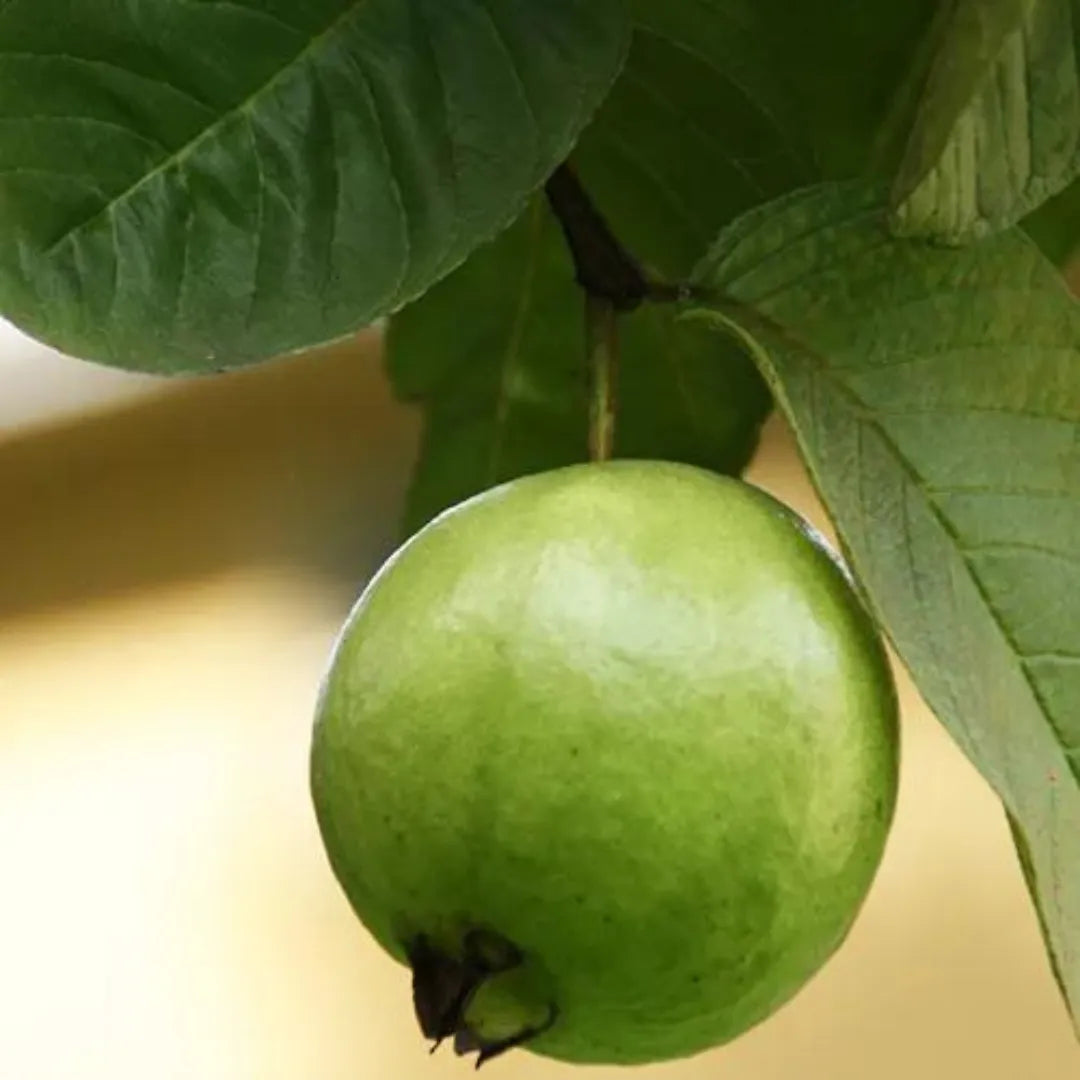 Buy Thai Guava, Grafted Guava, Amrud, Psidium guajav – Plant Online at Lalitenterprise
