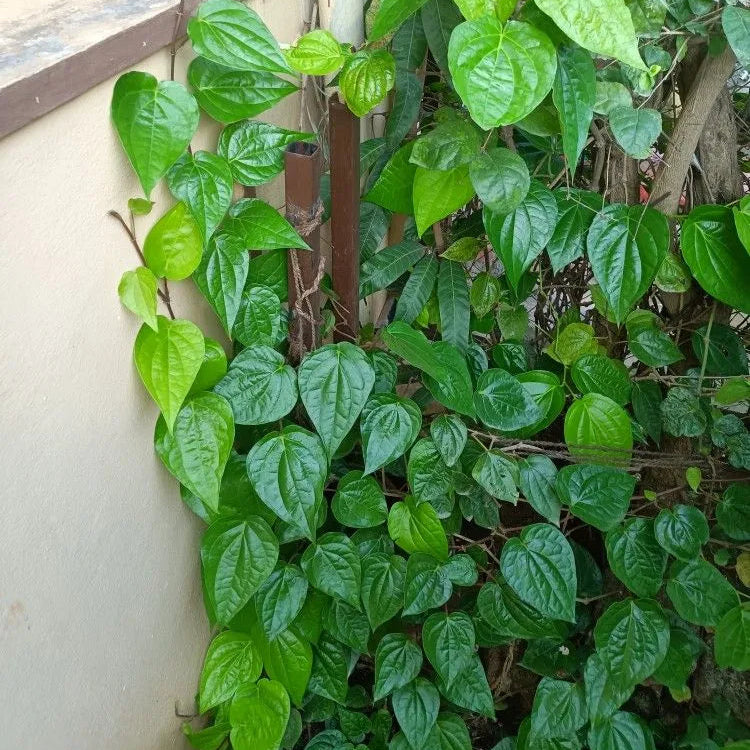 Buy Big Leaf Paan (Piper Betle) "Betel Leaf Paan" - Plant Online at Lalitenterprise