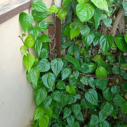 Buy Big Leaf Paan (Piper Betle) "Betel Leaf Paan" - Plant Online at Lalitenterprise