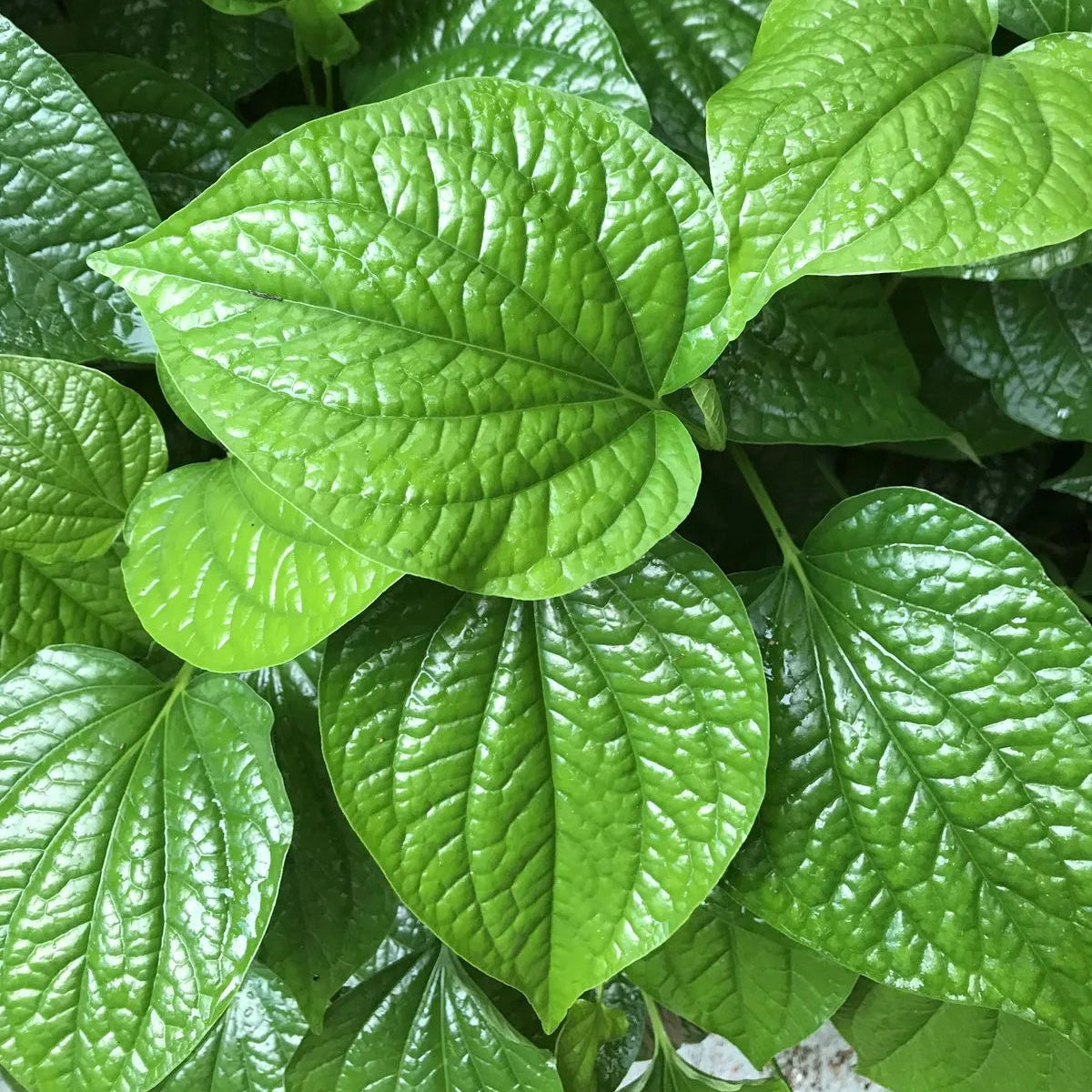 Buy Big Leaf Paan (Piper Betle) "Betel Leaf Paan" - Plant Online at Lalitenterprise