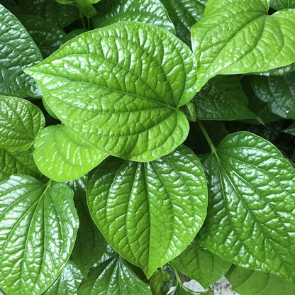 Buy Big Leaf Paan (Piper Betle) "Betel Leaf Paan" - Plant Online at Lalitenterprise