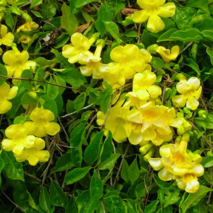 Buy Bignonia Gracilis Creeper "Yellow" - Plant Online at Lalitenterprise