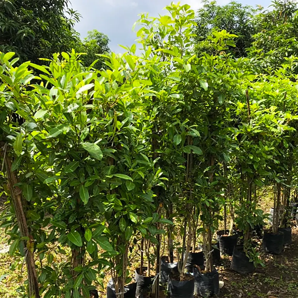 Buy Bignonia Megapotamica - Plant Online at Lalitenterprise