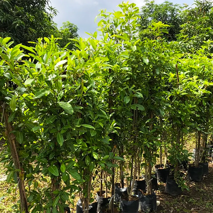Buy Bignonia Megapotamica - Plant Online at Lalitenterprise