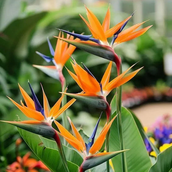 Buy Bird of Paradise (Strelitzia Reginae) Crane flower - Plant Online at Lalitenterprise