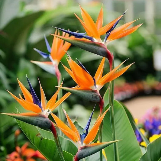 Buy Bird of Paradise (Strelitzia Reginae) Crane flower - Plant Online at Lalitenterprise
