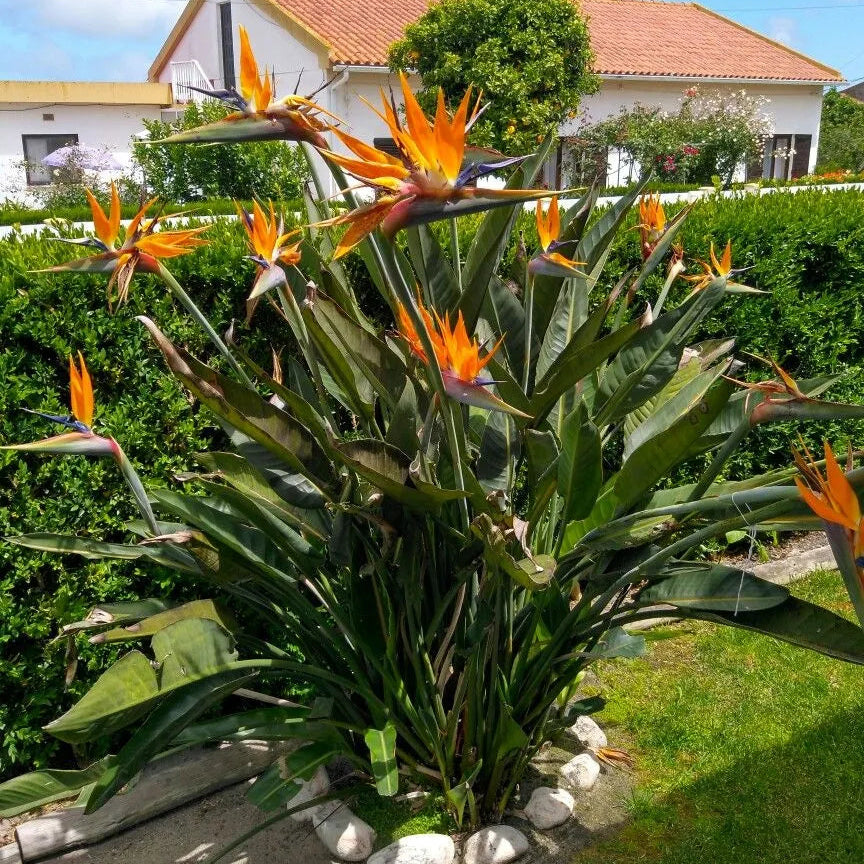 Buy Bird of Paradise (Strelitzia Reginae) Crane flower - Plant Online at Lalitenterprise